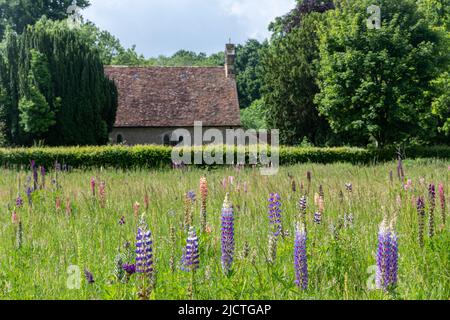 Lupinen blühen auf der Wiese neben der St. Peter's Church, Terwick, West Sussex, England, Großbritannien, Im South Downs National Park Stockfoto