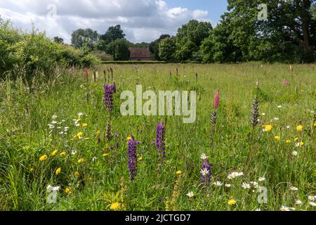 Lupinen blühen auf einer Wildblumenwiese neben der St. Peter's Church, Terwick, West Sussex, England, Großbritannien, Im South Downs National Park Stockfoto