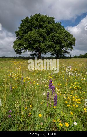 Lupinen blühen auf einer Wildblumenwiese neben der St. Peter's Church, Terwick, West Sussex, England, Großbritannien, Im South Downs National Park Stockfoto