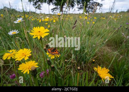 Biodiversitätskonzept: Kleiner Schildpatt-Schmetterling (Aglais urticae) auf dem Dandelion in einer Wildblumenwiese, West Sussex, England, Großbritannien Stockfoto