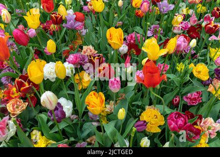 Eine magische Landschaft mit Sonnenaufgang über Tulpenfeld in den Niederlanden Stockfoto