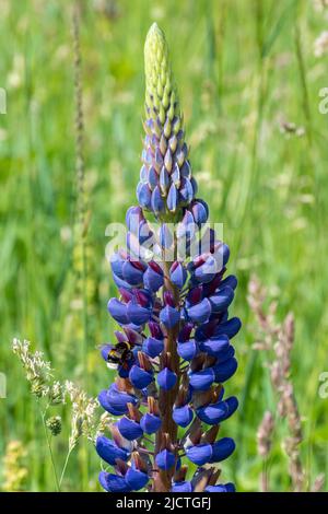 Hummel, die im Juni, England, Großbritannien, an der lila Lupinenblüte ernährt Stockfoto