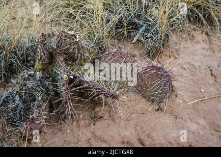 Kakteen New Mexico. Kaktusfeige Opuntia sp. In einer felsigen Wüste in New Mexico, USA Stockfoto