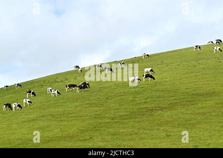 Kälber weiden auf frischer Weide auf einem hil über einem Bauernhof. Keine Personen. Stockfoto