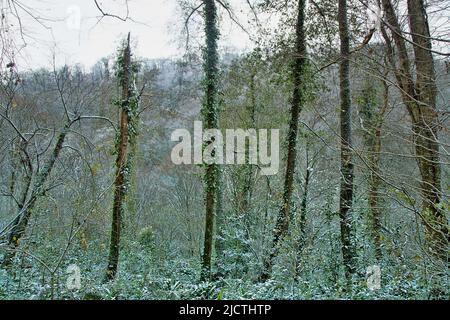 Der subtropische Wald ist mit Schnee bedeckt. Hainbuchen ist mit grünem Efeu bedeckt. Wetterkataklysmus, Klimaschwankungen Stockfoto