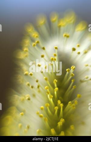 Frühlingsmotiv. Gelbe, flauschige Weidenblüte (Katkin), die Stigmen der Staubgefäße der Blüte sind deutlich sichtbar. Ultramakro. Selektiver Fokus mit BA Stockfoto