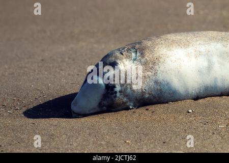 Dolphin tot am Strand. Gemeinsame Schweinswal (Phocoena phocoena Relicta). Meeressäuger immer sterben von Wasserverschmutzung, viele Schrauben von Schiffen, von Stockfoto