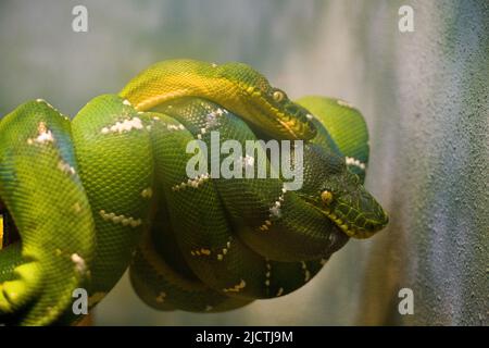 Zwei Grüne Baum-Python (Morelia viridis), die sich auf einem Ast gewellt haben Stockfoto