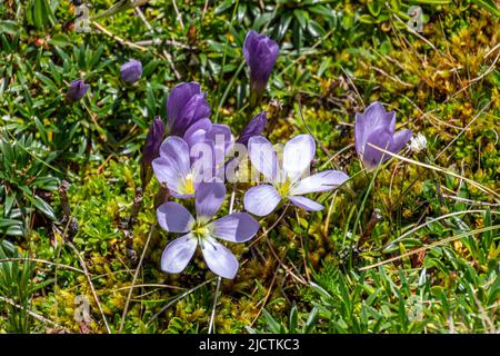 Blume Gentianella cerastioides ist kleine Kräuter bis zu 5 cm hoch. Spreads in Kolumbien und Ecuador. Im Nationalpark ist es im Kissen par zu finden Stockfoto