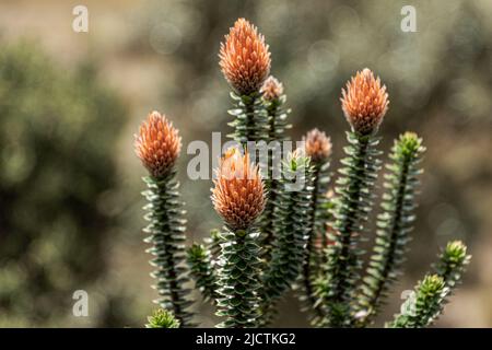 Chuquirahua (Chuquiraga jussieui) Blume der Anden, ist eine einheimische Art von Kolumbien, Ecuador und Peru. Es ist am Toreadora See Erholungsgebiet in gefunden Stockfoto