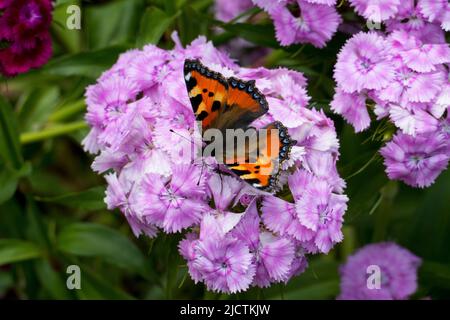 Schmetterling kleiner Fuchs, Aglais urticae auf einer Bartnelke Blüten Stockfoto