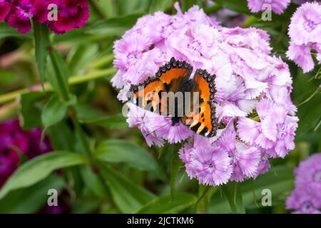 Schmetterling kleiner Fuchs, Aglais urticae auf einer Bartnelke Blüten Stockfoto