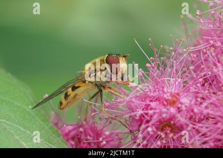 Nahaufnahme der Gemeine gebänderte Schwebfliege, Syrphus ribesii, mit Pollen bedeckt, sitzt auf einer purpurnen Blume im Garten Stockfoto