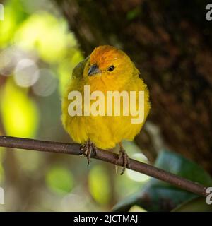 Atlantischer Kanarienvögel, ein kleiner brasilianischer Wildvögel. Der gelbe kanarienvögel Crithagra flaviventris ist ein kleiner Singvögel aus der Familie der Finken. Stockfoto