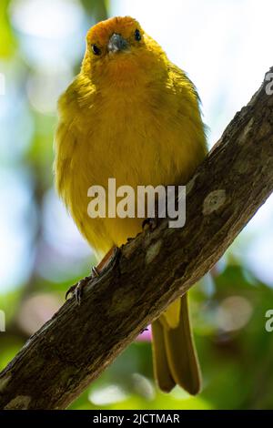 Atlantischer Kanarienvögel, ein kleiner brasilianischer Wildvögel. Der gelbe kanarienvögel Crithagra flaviventris ist ein kleiner Singvögel aus der Familie der Finken. Stockfoto