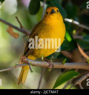 Atlantischer Kanarienvögel, ein kleiner brasilianischer Wildvögel. Der gelbe kanarienvögel Crithagra flaviventris ist ein kleiner Singvögel aus der Familie der Finken. Stockfoto