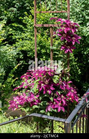 Violett farbene Clematis, Waldrebe Blüten wachsen an einem Holzboden Stockfoto