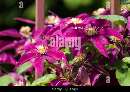 Violett farbene Clematis, Waldrebe Blüten wachsen an einem Holzboden Stockfoto