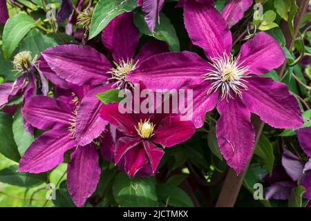 Violett farbene Clematis, Waldrebe Blüten wachsen an einem Holzboden Stockfoto