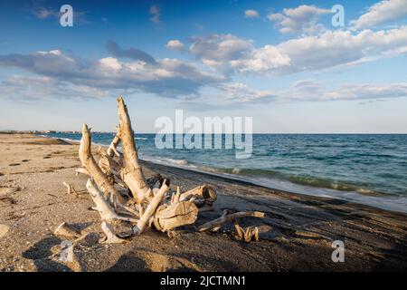 Trockene, große Baumstämme und Äste mit heller Rinde liegen an einem sandigen, wilden, leeren Strand vor dem Hintergrund eines ruhigen, warmen, glänzenden Schwarzen Meeres und eines Gle Stockfoto