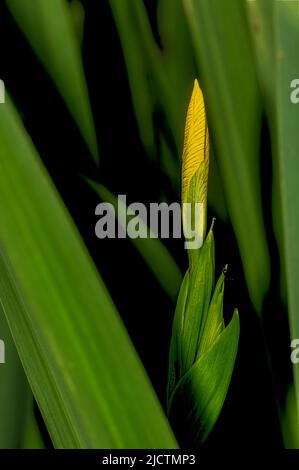 Yellow oder Flag Iris fängt gerade an, in einem Norfolk-Garten in Großbritannien aufzutauchen Stockfoto