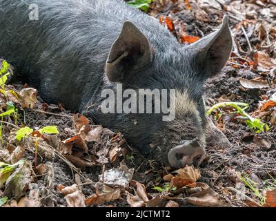 Nahaufnahme eines grau/schwarzen Ferkeles (möglicherweise eines von der Regierung in Dorset, Großbritannien). Stockfoto