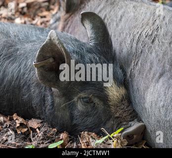 Nahaufnahme eines grau/schwarzen Ferkeles (möglicherweise eines von der Regierung in Dorset, Großbritannien). Stockfoto