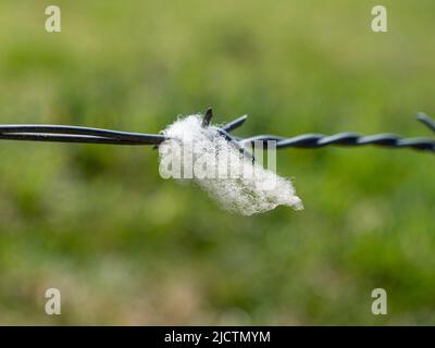 Nahaufnahme von Schafswolle, die an den Widerhaken auf einer Länge Stacheldraht an einem Zaun in Dorset, Großbritannien, festhält. Stockfoto