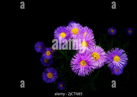 Neuer England-Aster auf schwarzem Hintergrund Stockfoto