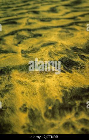 Muscheln am Strand mit schwarzen Felsen Stockfoto