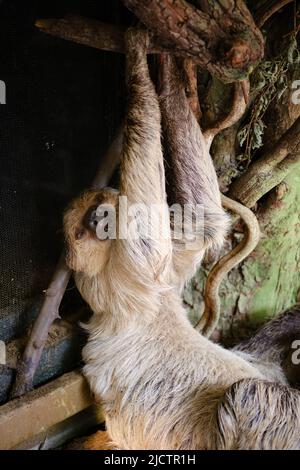 Nahaufnahme eines 3-Toed-Faultieres im Londoner Zoo. Stockfoto