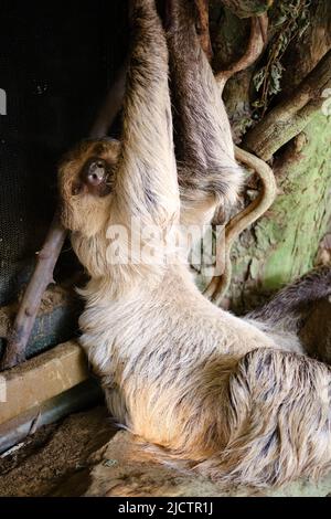 Nahaufnahme eines 3-Toed-Faultieres im Londoner Zoo. Stockfoto