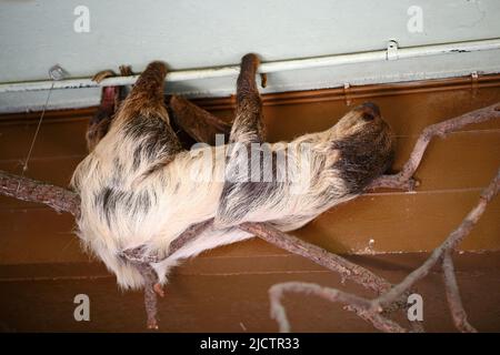 Nahaufnahme eines 3-Toed-Faultieres im Londoner Zoo. Stockfoto