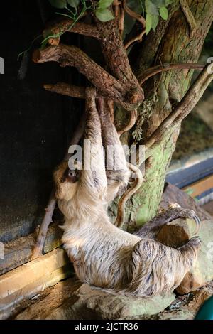 Nahaufnahme eines 3-Toed-Faultieres im Londoner Zoo. Stockfoto