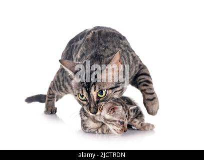 Bengal Katzen vor weißem Hintergrund Stockfoto