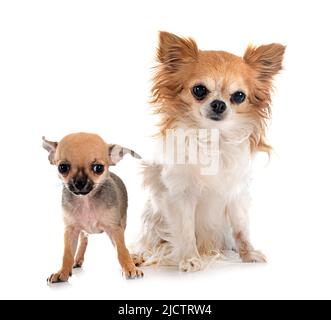 Wenig chihuahuas vor weißem Hintergrund Stockfoto