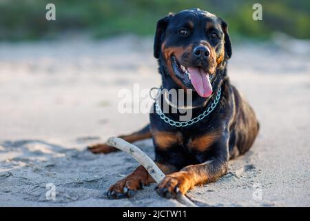 Ein Vollblut ruhender dunkler Hund der Rottweiler-Rasse mit großen, stark scharfen Zähnen liegt auf dem warmen, trockenen Küstenssand und spielt mit seinem genasten Stockfoto