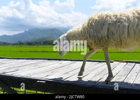 Ein weißes Schaf, das über eine Holzbrücke läuft Stockfoto