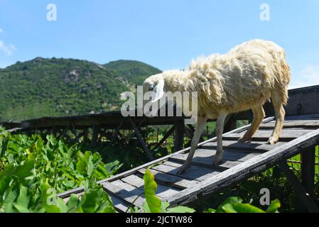 Ein weißes Schaf, das über eine Holzbrücke läuft Stockfoto