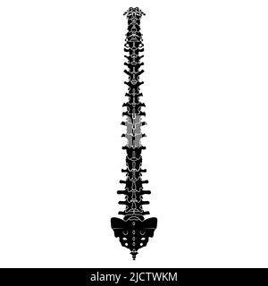 Skelett menschliche Wirbelsäule Silhouette Wirbelsäule Körperknochen - Kreuzbein, Wirbel, Steißbein Rücken hintere Rückenansicht flache schwarze Farbe Konzept Vektor Illustration der Anatomie isoliert auf weißem Hintergrund Stock Vektor