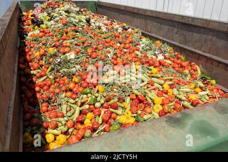 Mischung aus abgelaufenem Gemüse in einem riesigen Behälter, organischer Bioabfall in einem Abfalleimer. Haufen Kompost aus Gemüse oder Futter für Tiere. Stockfoto