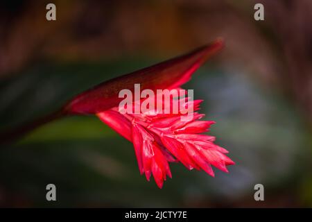 Eine in Costa Rica wild wachsende, rote, alpenländische Purpurata-Orchidee mit Ingwer. Stockfoto