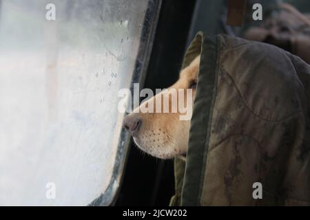 DIE BOMBE des US Marine Corps schnüffelt den Hund aus dem Fenster eines gepanzerten 7-Tonnen-Truppentransportes, während er in Kajaki, Provinz Helmond, Afghanist, eingesetzt wird Stockfoto