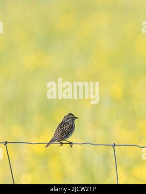 Ein Savannah Sparrow thronte im Frühling auf einem Drahtzaun vor einem grünen und gelben Feld Stockfoto