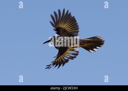 New Holland Honeyeater im Flug (Phylidonyris novaehollandiae) Stockfoto