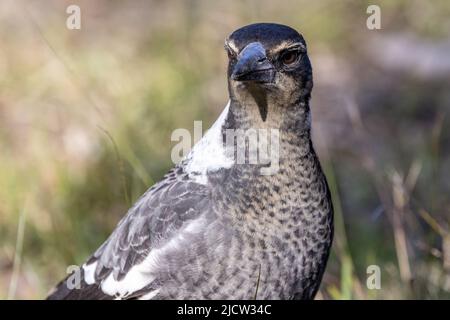 Nahaufnahme der australischen Elster (Gymnorhina tibicen) Stockfoto