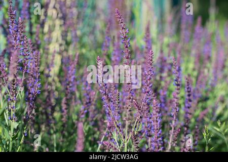 Salvia nemorosa, Waldsalbei, Balkan-Klary, Blumen om sonnigen Tag Nahaufnahme selektiven Fokus Stockfoto