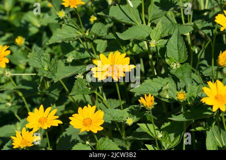 Heliopsis helianthoides, raues Ochsenauge, falsche Sonnenblumengelbe Blüten am sonnigen Tag Nahaufnahme selektiver Fokus Stockfoto