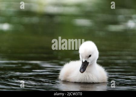 Schwanencygnet, der die neue Welt erkundet Stockfoto