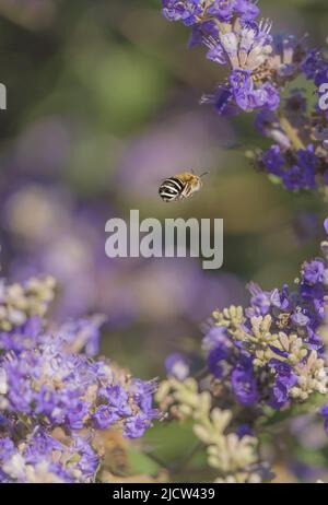 Blau gebänderte Biene (Amegilla sp), die von violetten Blüten auf einem keuschen Baum schwebt (Vitex agnus-castus) Stockfoto